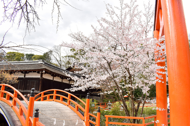 春の下鴨神社・鳥居と太鼓橋と桜と