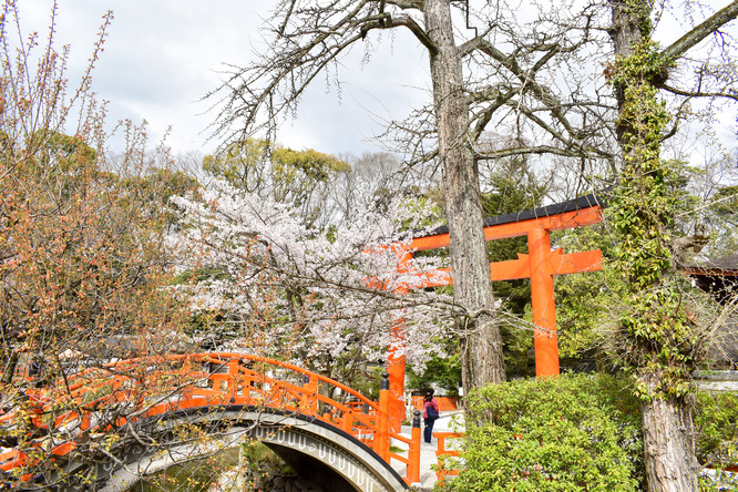 春の下鴨神社・鳥居と太鼓橋と桜と