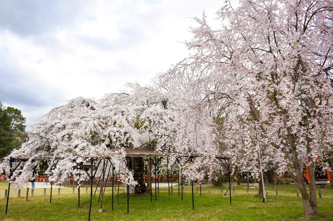 春の京都_賀茂川と上賀茂神社の桜