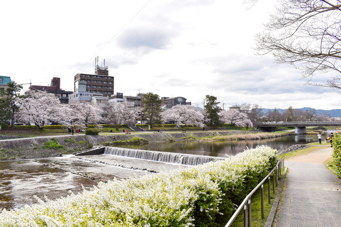 春の京都_賀茂川と桜と美しき花々