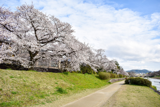 春の京都_賀茂川と桜並木