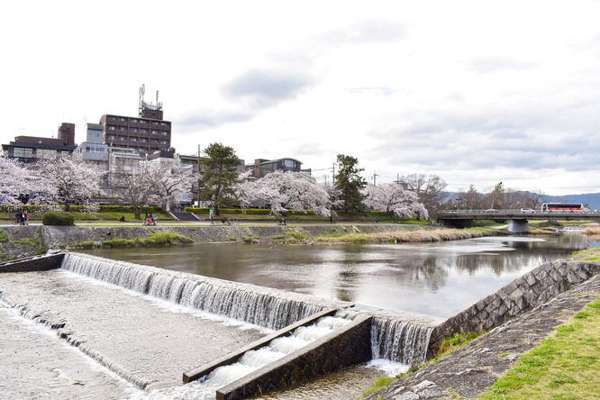 春の京都_賀茂川と桜と美しき花々