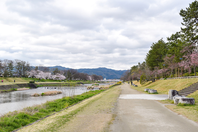 春の京都_賀茂川と桜