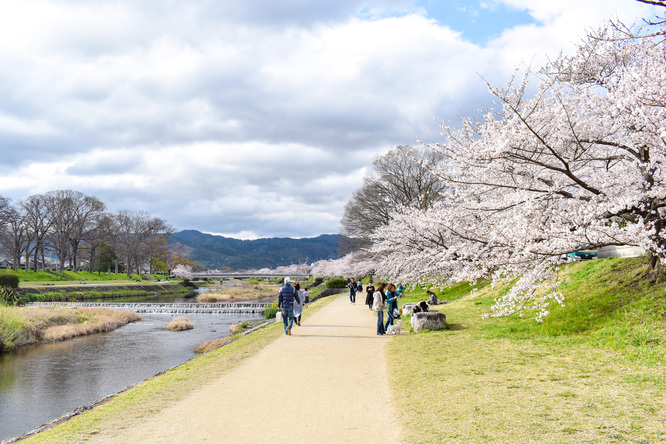 春の京都_賀茂川と桜