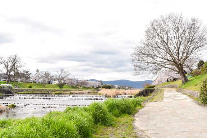 春の京都_賀茂川と桜と芽吹く新緑