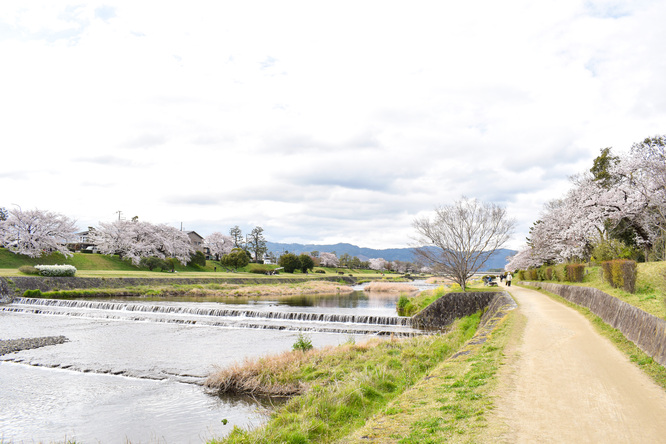 春の京都_賀茂川と桜と芽吹く新緑