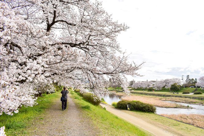 春の京都_賀茂川と桜並木