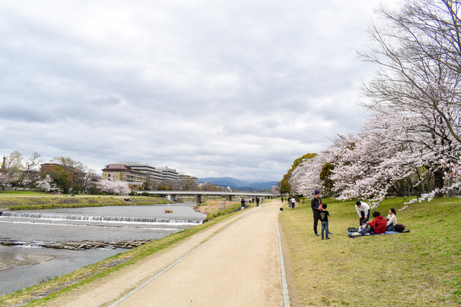 春の京都_鴨川と桜