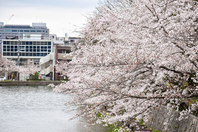 春の京都_鴨川と桜・岡崎疏水