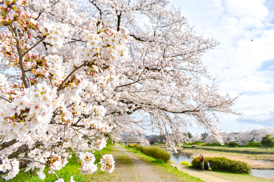 春の京都・賀茂川の桜並木