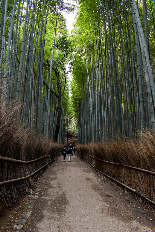 竹林の小径・冬