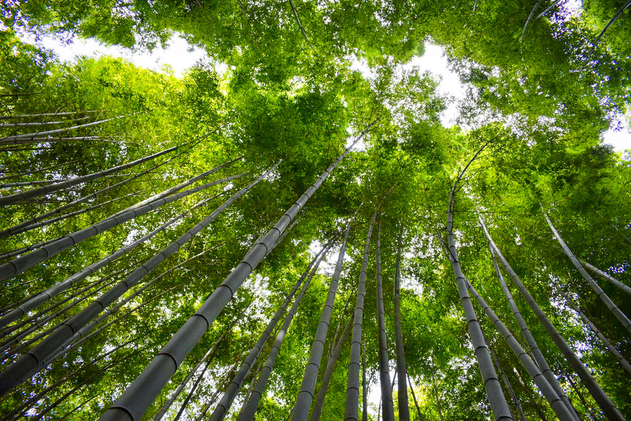 竹林の小径について_京都・嵐山の自然