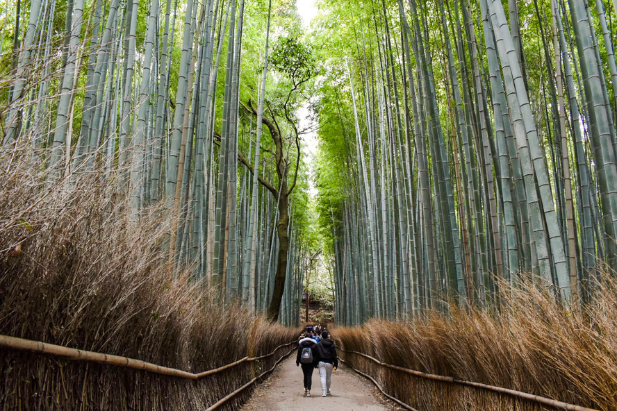 京都・嵐山_竹林の小径の観光地情報_時間・料金・アクセス・駐車場