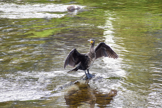 賀茂川サイクリング_古都・京都の自然とカワウ