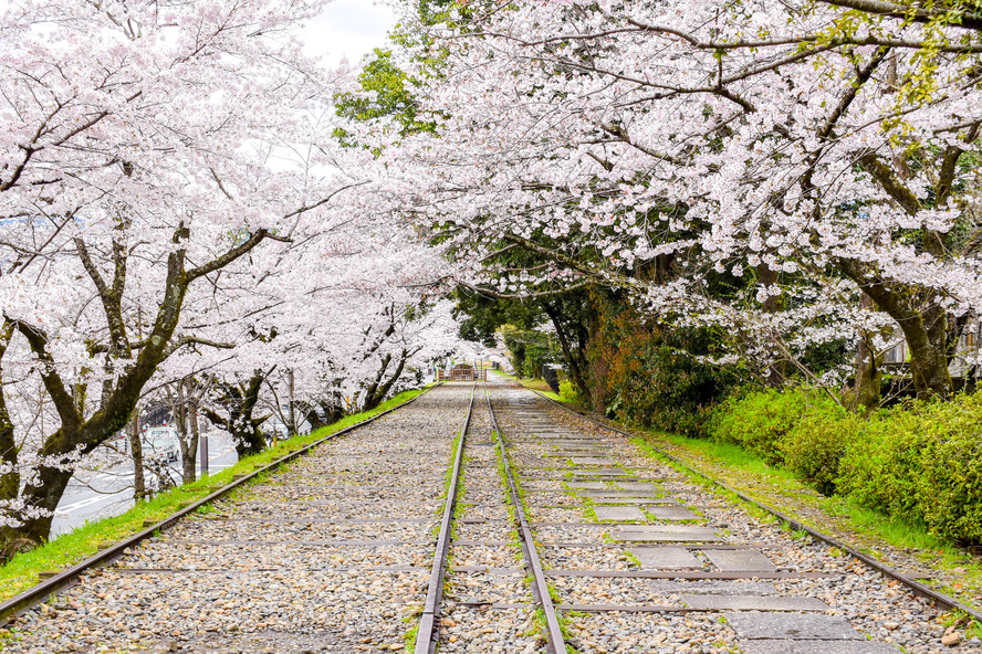 春の古都・京都の自然_鴨川と蹴上インクラインの桜