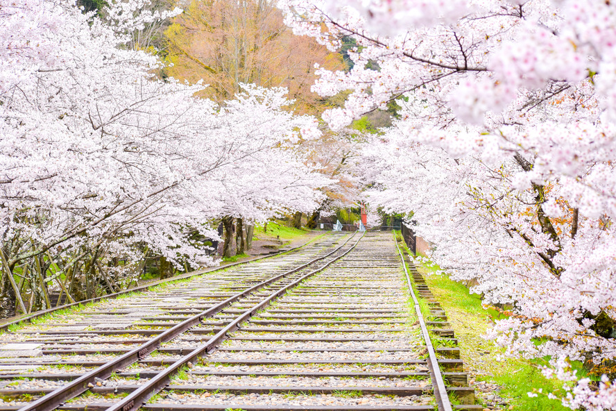 春の古都・京都の自然_鴨川と蹴上インクラインの桜