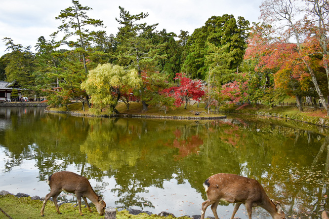 東大寺_鏡池と奈良公園の紅葉と鹿