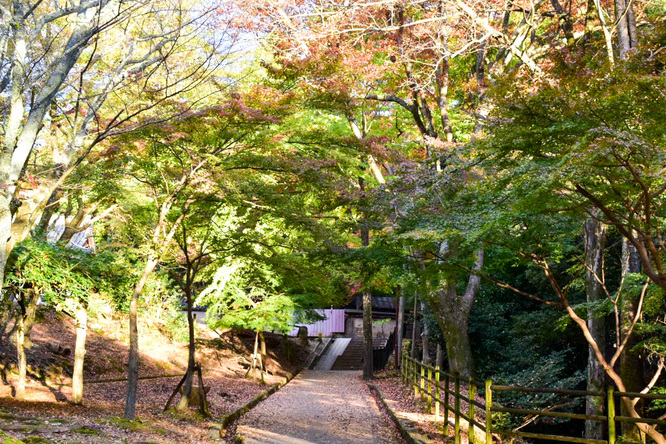 奈良公園の紅葉