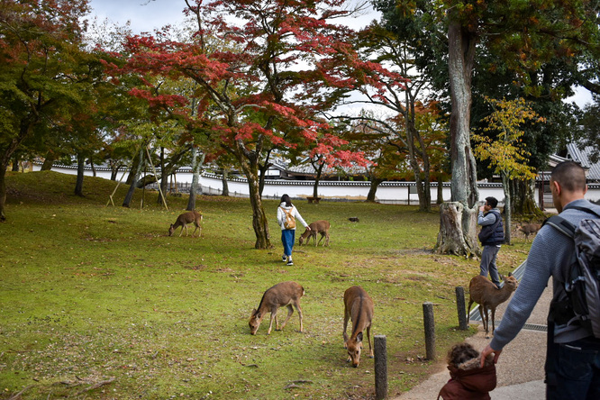 東大寺と奈良公園の紅葉と鹿