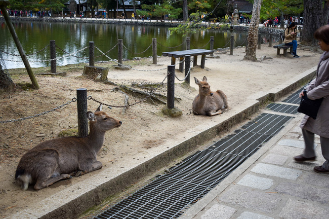 東大寺と奈良公園_奈良の鹿