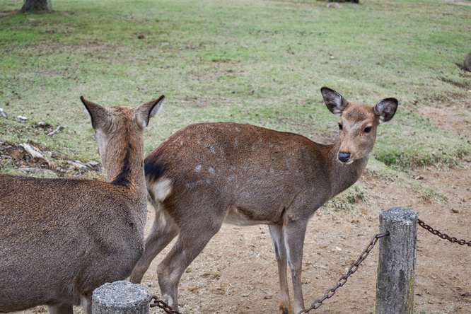 東大寺と奈良公園_奈良の鹿