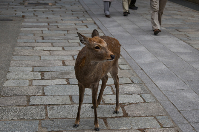 東大寺と奈良公園_奈良の鹿