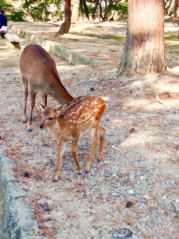 東大寺と奈良公園の鹿