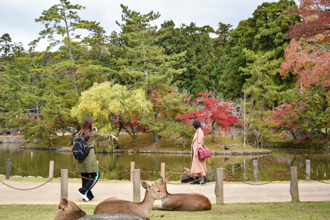 東大寺と紅葉の奈良公園の鹿