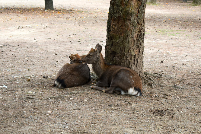 東大寺と奈良公園の鹿