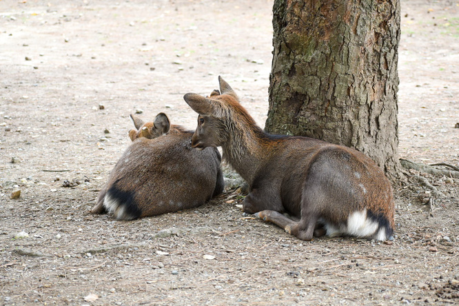 東大寺と奈良公園の鹿