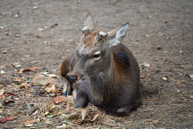 東大寺と奈良公園の鹿