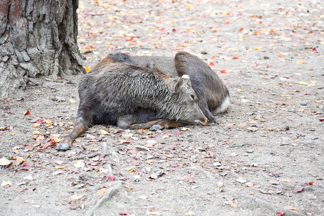 東大寺と奈良公園の鹿