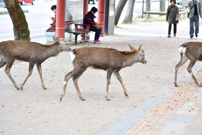 東大寺と奈良公園の鹿
