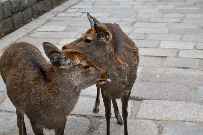 東大寺南大門と奈良公園の鹿