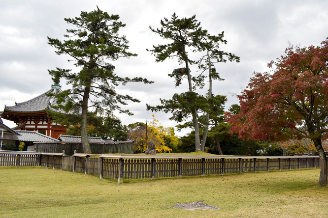 興福寺の見どころ_境内と奈良公園の紅葉