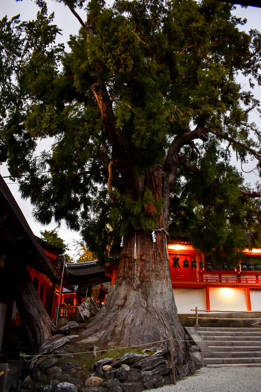 神木と朱色の中門・御廟_夜の春日大社