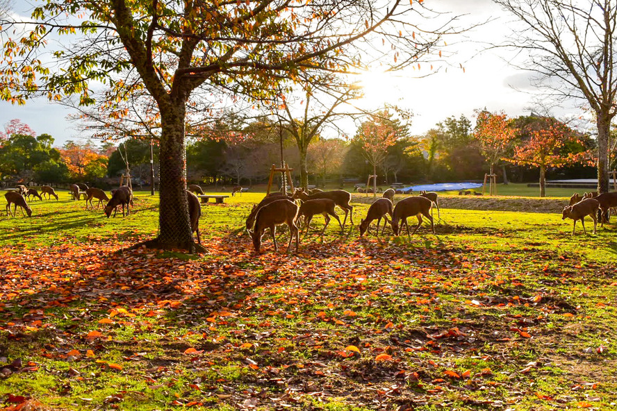 奈良公園の歴史_夕日と紅葉と神鹿