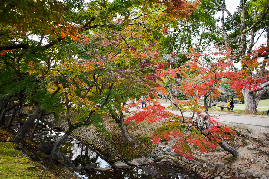 奈良公園の見どころまとめ_秋の紅葉