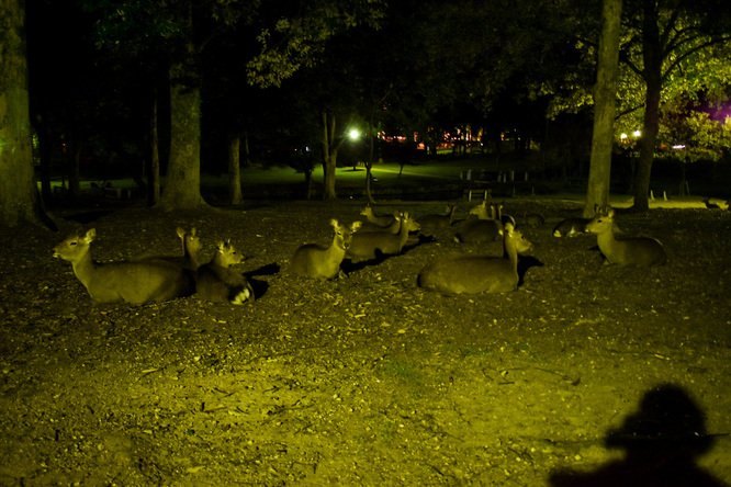 奈良公園の鹿_夜ふかし