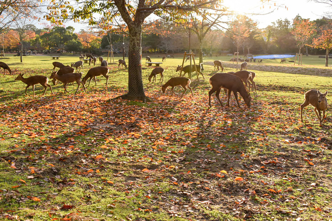 夕日に染まる秋の奈良公園_神鹿と紅葉