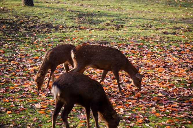 夕日に染まる秋の奈良公園_神鹿と紅葉