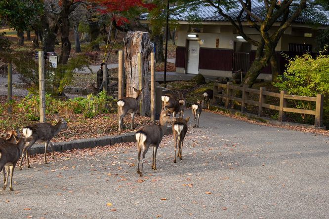 夕日に染まる秋の奈良公園_神鹿と紅葉