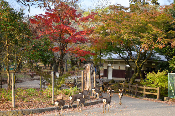 夕日に染まる秋の奈良公園_神鹿と紅葉