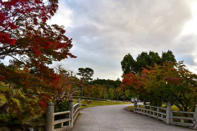 夕日に染まる秋の奈良公園_神鹿と紅葉