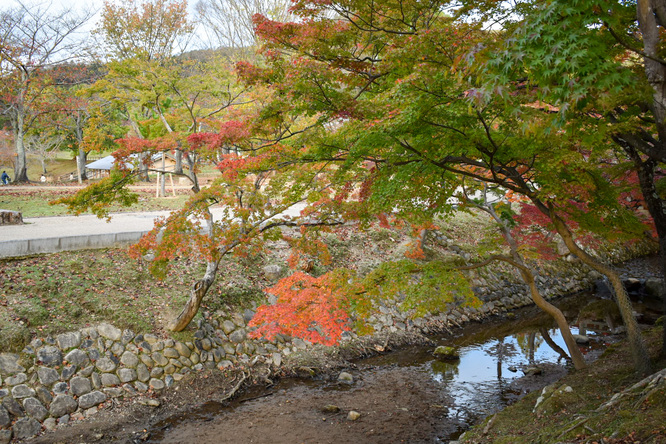 夕日に染まる秋の奈良公園_神鹿と紅葉