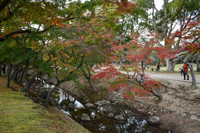 夕日に染まる秋の奈良公園_神鹿と紅葉