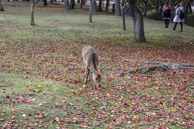 夕日に染まる秋の奈良公園_神鹿と紅葉