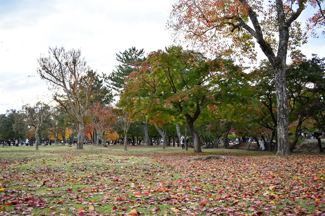 夕日に染まる秋の奈良公園_神鹿と紅葉