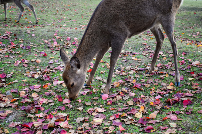 夕日に染まる秋の奈良公園_神鹿と紅葉