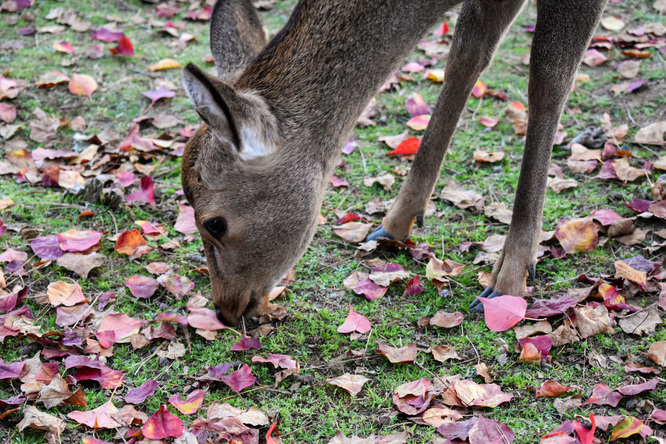 夕日に染まる秋の奈良公園_神鹿と紅葉